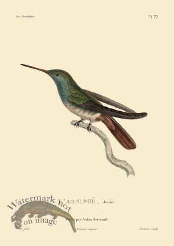 Humming Bird 72